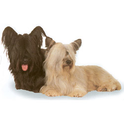 Skye Terrier 