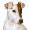 Smooth Fox Terrier