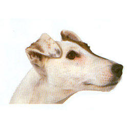 Smooth Fox Terrier