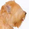 Soft-Coated Wheaten Terrier