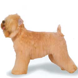 Soft-Coated Wheaten Terrier