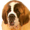 St. Bernard dog 