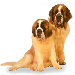 St. Bernard dog 