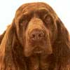 Sussex Spaniel