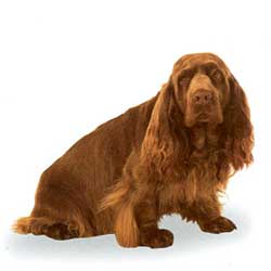 Sussex Spaniel