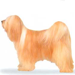 Tibetan Terrier 