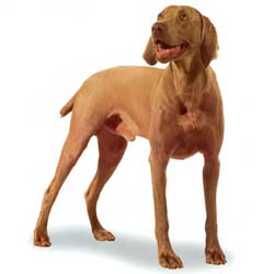 Weimaraner 