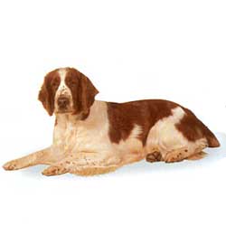 Welsh Springer Spaniel 