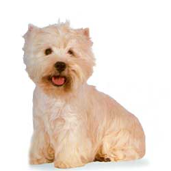 West Highland White Terrier