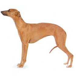 Whippet