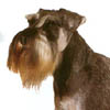 Zwergschnauzer